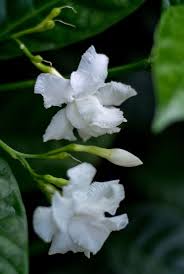 Crape Jasmine Flora Flowers Indian Flowers Beautiful Flowers