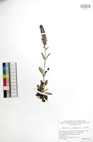 Image result for Vincetoxicum stenolobum