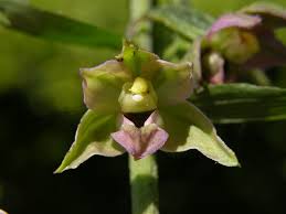 Image result for Epipactis africana