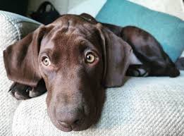 Dog of the day colt the german wirehaired pointer labrador retriever mix the dogs of san francisco. Is The Lab Pointer Mix The Best Pet For Your Family K9 Web