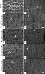 Image result for Bobgunnia