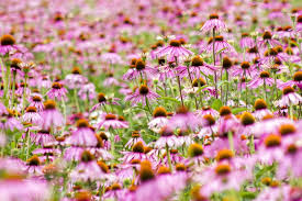 Image result for Echinacea purpurea `Magnus`