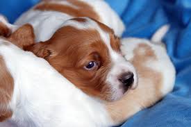 Red setter puppies (red setter x gordon setter) only this little black one left ! Irish Red And White Setter Dog Breed Information