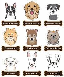 collection of dogs sobache iskusstvo risunok sobaki sobaka risunki