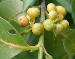 Image result for Pyrostria bibracteata