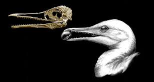 And they are most closely related to crocodiles, which also came from archosaurs. This Extinct Bird Boasted Dinosaur Like Teeth Science News For Students