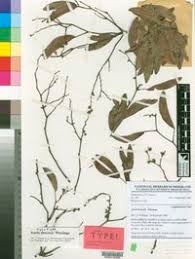 Image result for Icuria