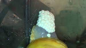I have read all over the place about putting glass on the top of the tank and filling the water so that there isn't space between the. Golden Mystery Snail Laying Eggs Youtube