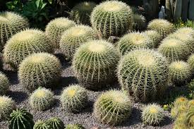 Elegir los más bonitos cactus con flores es difícil: Cactus Caracteristicas Tipos Cuidados Beneficios Propiedades Planta