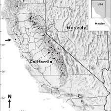 Image result for Pycreus fibrillosus