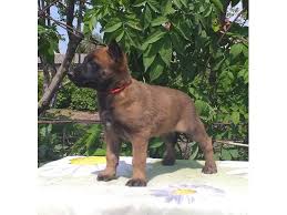 Jiji.co.ke more than 6 belgian malinois dogs & puppies are waiting for you buy your future friend today ▷ prices are starting from ksh 6,000 in kenya. Belgium Malinois Puppies For Sale In Uae 050 8063522 Dubai Classifieds