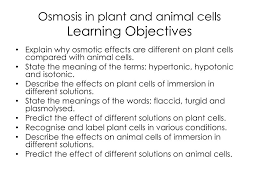 Plant cell and animal cell hypotonic. Ppt Diffusion And Osmosis In Plant And Animal Cells Powerpoint Presentation Id 1974264