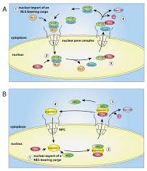 Похожие запросы для shindo life eye codes. Cells Free Full Text The Role Of Protein Disorder In Nuclear Transport And In Its Subversion By Viruses Html