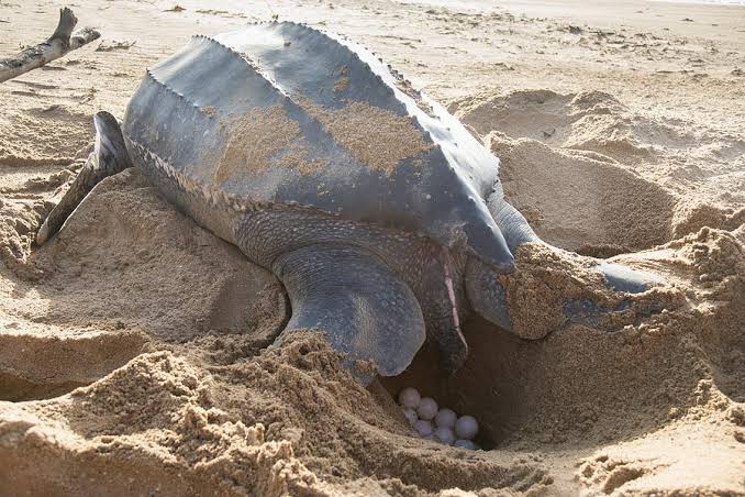 Mga resulta ng larawan para sa Leatherback sea turtle laying eggs in the sand"