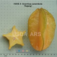 Image result for Averrhoa carambola