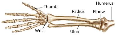 Anatomical structures and specific regions are visible as dynamic labeled images. Arm Bones All Products Are Discounted Cheaper Than Retail Price Free Delivery Returns Off 71