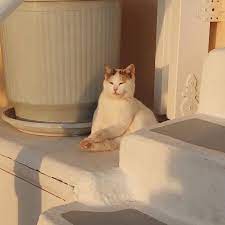 thetis adli kullanicinin sun kissed panosundaki pin hayvanlar kedi