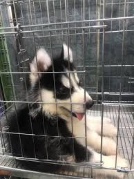 Whether you adopt online or at a petsmart store near you, you're helping change the. Petcradle Pet Shop Home Facebook