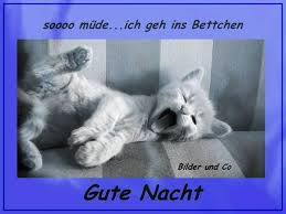 Gute Nacht Bilder Gute Nacht Gb Pics Gute Nacht Katze Gute Nacht Gute Nacht Bilder