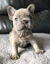 We did not find results for: French Bulldog Puppies For Adoption The Y Guide