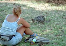 My friend refuses to have her cat's last moment be the panic of a direct heart injection. Grief Healing Pet Loss Cat With Fiv Euthanized Too Soon Guilt Follows