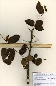 Image result for Cnestis