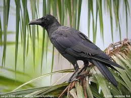 Big Bird With Large Beak Large Billed Crow Big Bird Crow Black Bird