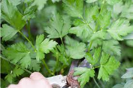 How To Grow Parsley From Cuttings Hunker Growing Parsley Planting Herbs Parsley Plant