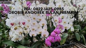 Jual benih bibit anggrek online kami jual aneka jenis bibit tanaman bunga anggrek, ada anggrek bulan / phalaenopsis, anggrek dendrobium, anggrek vanda, anggrek putih, anggrek kuning, anggrek tanah, anggrek botol, dll harga murah. Bunga Anggrek Online Wa 0822 1425 0985 Toko Grosir Anggrek Bulan Premium Di Jakarta