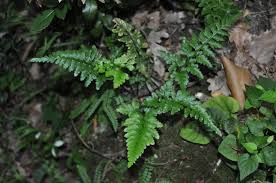 Image result for Asplenium uhligii