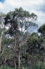 Image result for Eucalyptus robusta