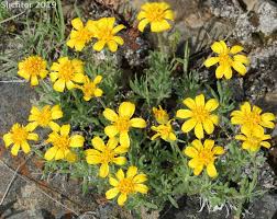 Image result for Lotononis stipulosa