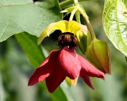 Image result for Kyllinga alba