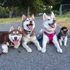 6 Ayda Aile Oldular Cok Sirin Hayvanlar Hayvan Bebekler Husky