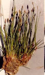 Image result for Eleocharis atropurpurea