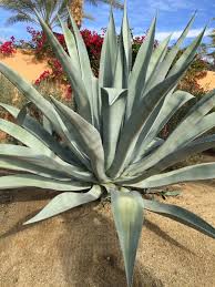 There are 2759 agave cactus for sale on etsy, and they cost 23,84 $ on average. Blue Agave Cactus Hannah Doan Photography