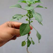 Untuk rawatan menghidapi saluran jantung. Buy Pokok Kucing Galak Seetracker Malaysia