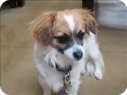 Since then we have adopted out hundreds of dogs/puppies and ats/kittens, along with several other small critters. Riverside Ca Papillon Mix Meet Tiffany A Dog For Adoption Dog Adoption Pets Papillon Mix