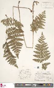 Image result for Anemia schimperiana