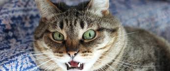 جرثومة القطط أهم المعلومات والتفاصيل حول المرض ويب طب