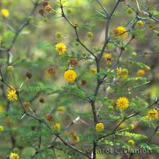 Image result for Acacia grandicornuta
