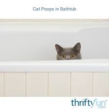 Larger cats need a larger litter box, some cats with mobility. Cat Pooping In Bathtub Thriftyfun