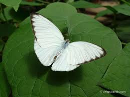 The best selection of royalty free butterflies butterfly white vector art, graphics and stock illustrations. Butterfly Photos White Butterfly Tattoo Butterfly Photos White Butterfly
