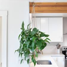 How To Care For Hanging Plants Having fresh plants in the house is very refreshing.