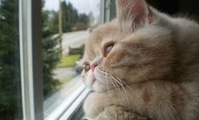 kediler evde yalniz kalabilir mi uzun sure evde kalabilir mi kedi forum
