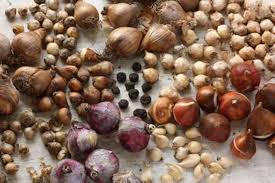 Image result for Oxalis semiloba