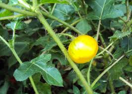 Image result for Solanum aculeatissimum