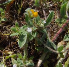 Image result for Endostemon villosus