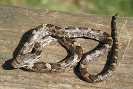 2 holding snakes by hand. What Is A Chicken Snake With Pictures