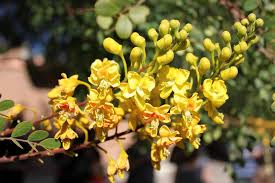 Image result for Caesalpinia cassioides